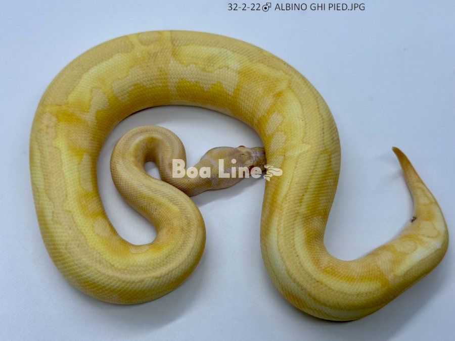 ALBINO GHI PIED